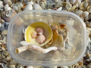 fragile shells sally