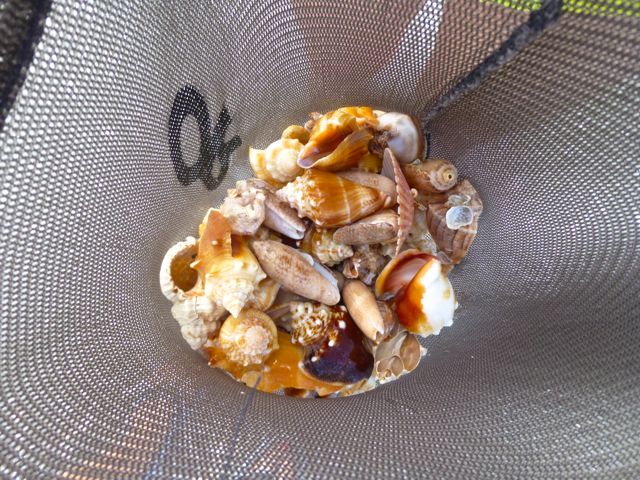 Happy Hunting For Seashells | I Love Shelling