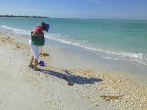 march shell collecting cayo costa florida