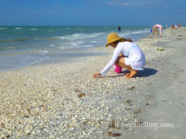 Every Day Is A Gift | I Love Shelling