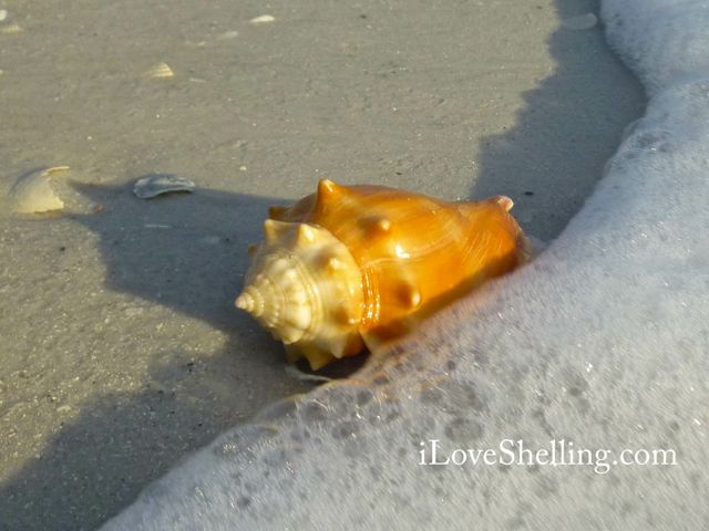 conch shell marco florida