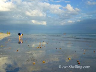 sanibel stoop tarpon beach