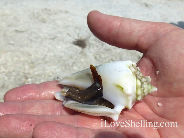 albino fighting conch cayo iLS