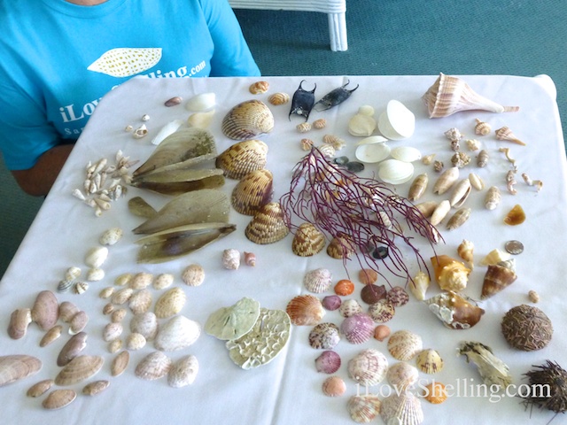 pat shellinger hunt shellabaloo treasures | I Love Shelling