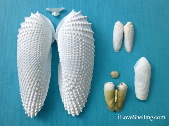 Wing shell. Ракушка ангельские Крылья. Ракушка Крылья ангела. Моллюск ангельские Крылья. Крылья ангела моллюск.