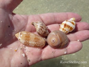 captiva seashells nutmeg sharks eye