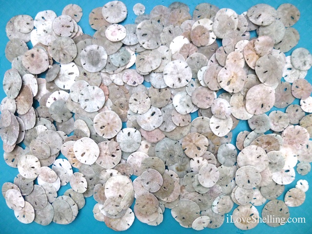 Bittersweet Baby Sand Dollars