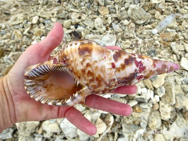 Our Weekend Collecting Seashells In Guantanamo Bay, Cuba