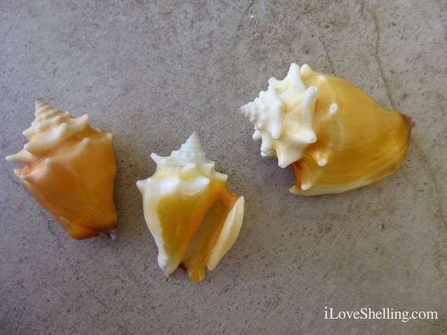 west indian fighting conch Strombus pugilis gtmo cuba