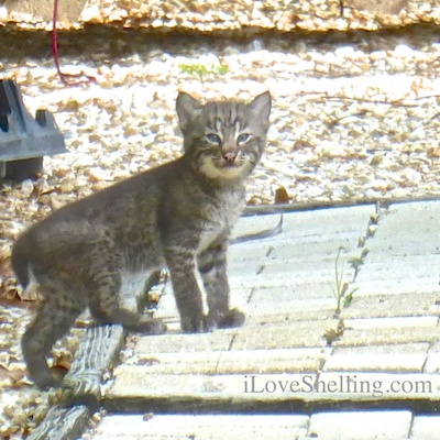 Three Sanibel Bobcat Kittens And their Mamma!!!