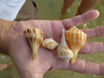 Summer Shelling At Blind Pass | I Love Shelling