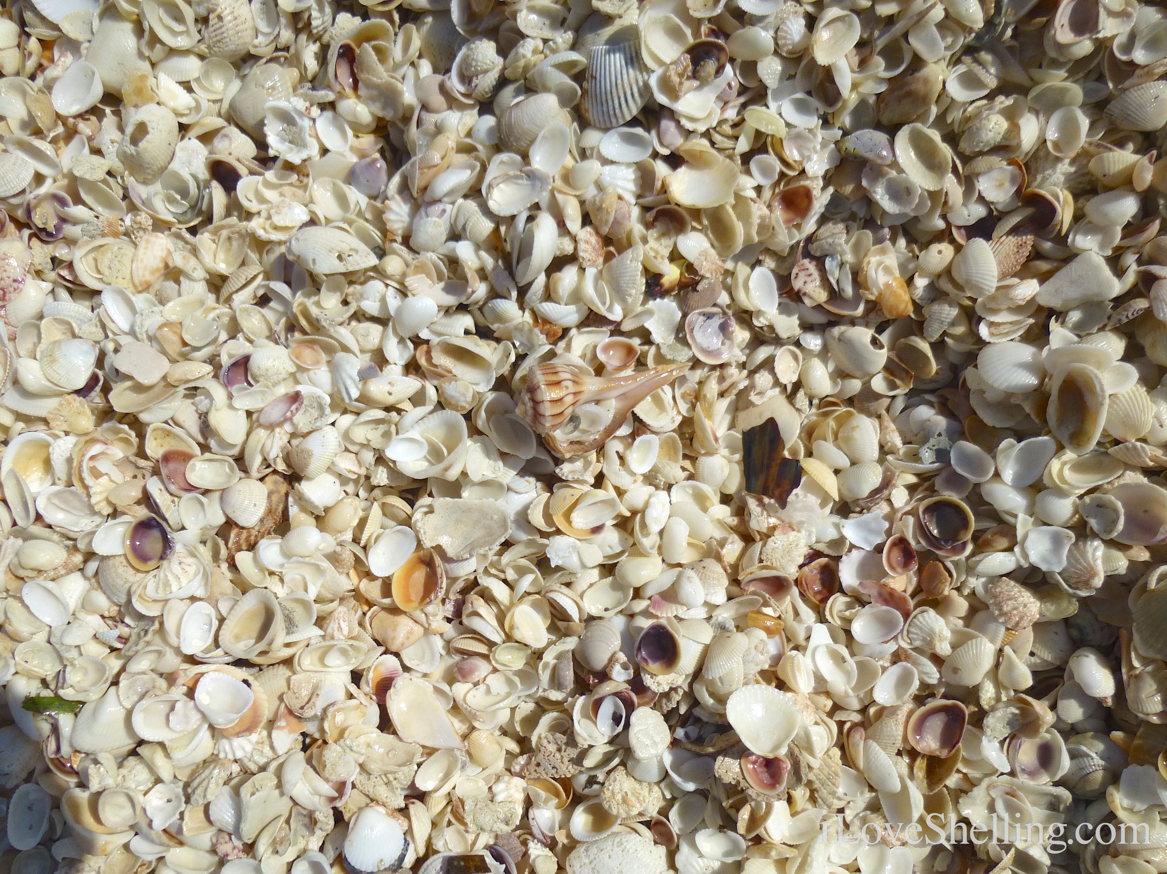 Shelll Photos Shells, Shells and More Seashells | I Love Shelling