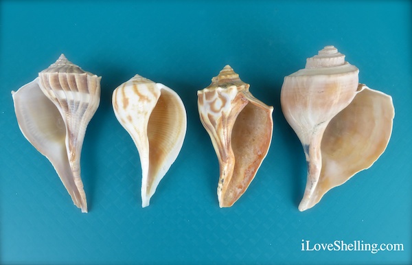 Seashell Identification