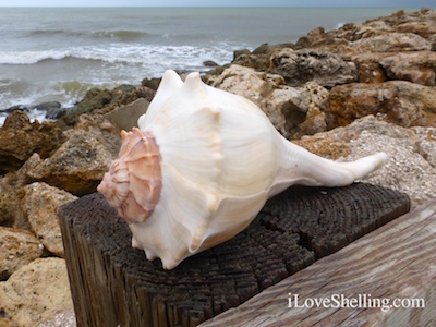 Say Shello To Seashells On Captiva | I Love Shelling