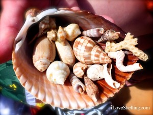mini seashells inside a cockle shell
