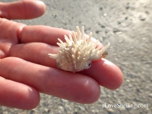 spiny jewel box sea shell