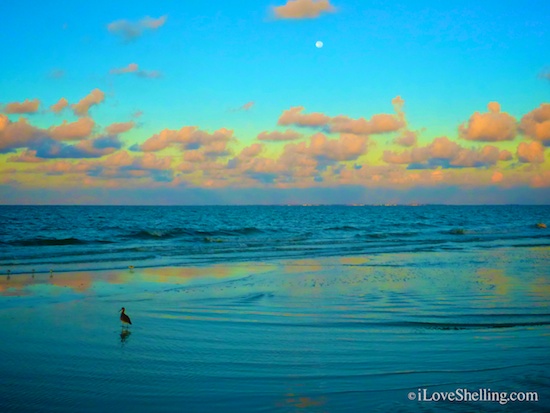 Low Tide Shelling On Fort Myers Beach I Love Shelling
