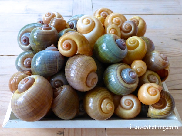 Filling The Apple Snail Cart At Harns Marsh Preserve