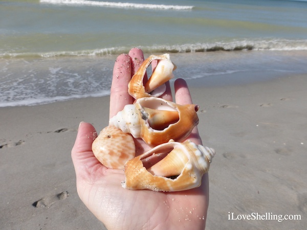 Spectasheller Speckled Tellin | I Love Shelling