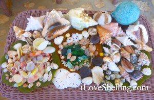 caribbean beach sea glass shells buoy sand dollars