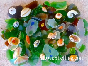 cat island sea glass seashells shelling