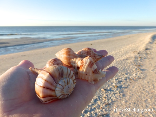 Sanibel Low Tide Shelling At Dawn | I Love Shelling
