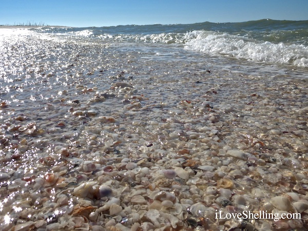Shells Arrive On The Incoming Tide | I Love Shelling