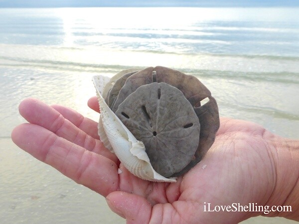 Shellebrating Outrageous Shelling Days | I Love Shelling