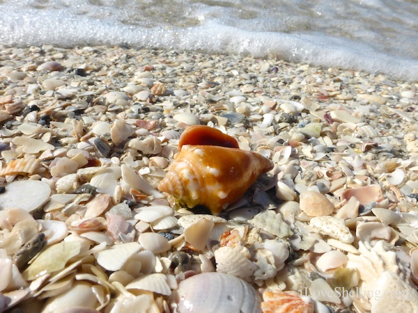 conch on the beach with sea foam