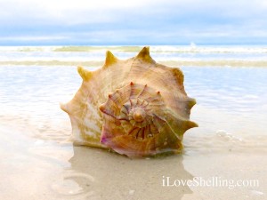 Shellebrating Outrageous Shelling Days | I Love Shelling