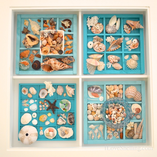 Seashell Display Table Ideas