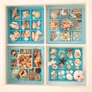 how to add seashells to a display table