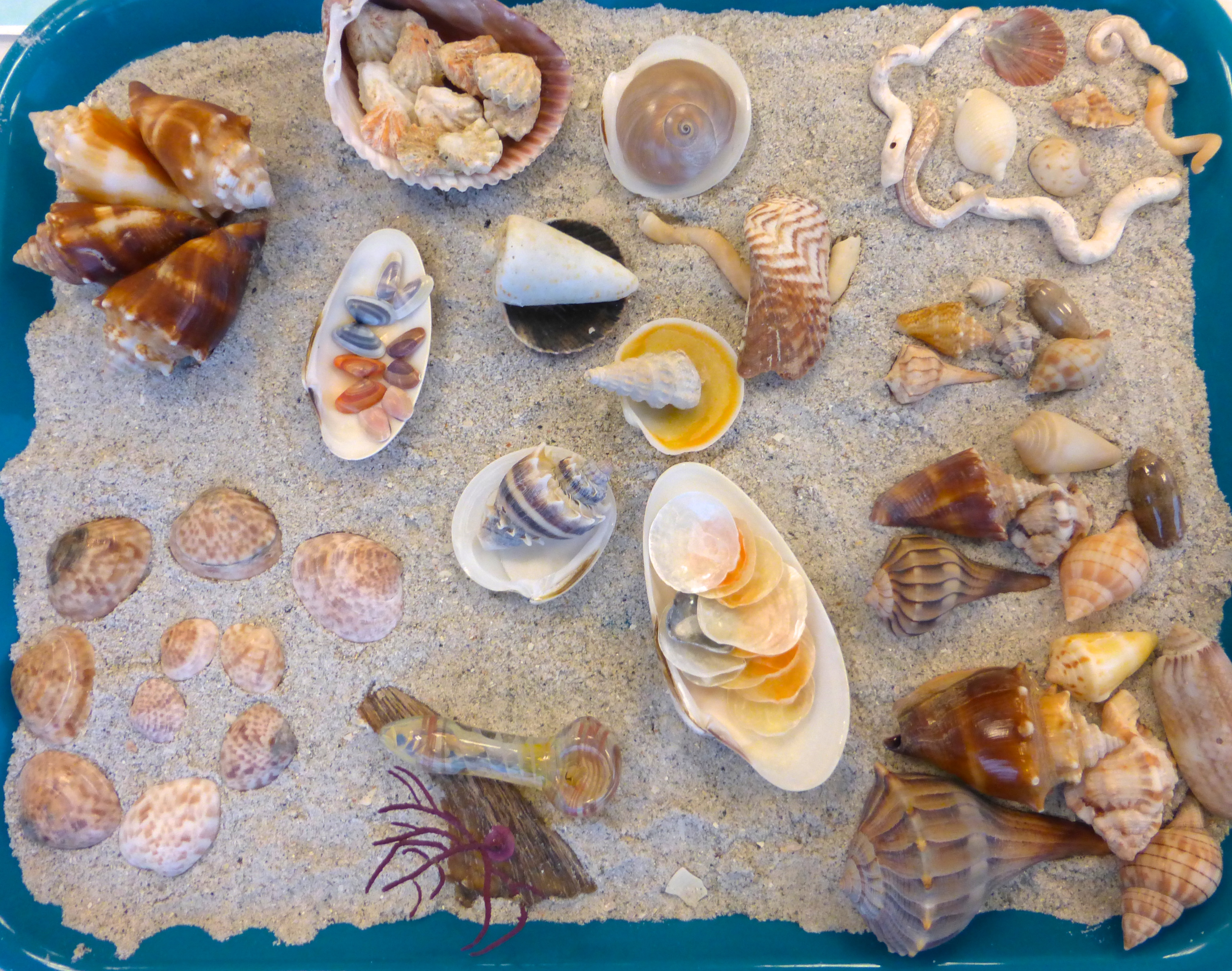 Sanibel Shell 'N Tell Rocks! | I Love Shelling