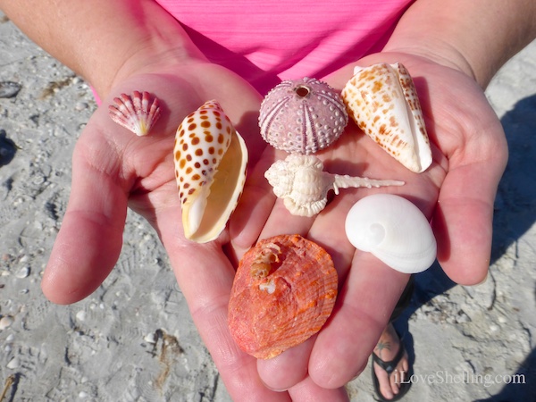 So Many Rare Shells Found On Sanibel This Week