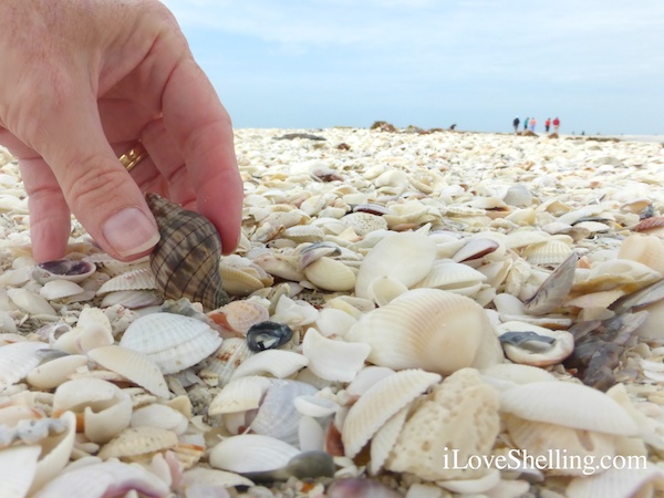 Make A Wish… For 2 Night Stay Island Inn Sanibel Giveaway