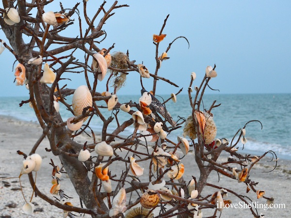 Sanibel Wishes and Memories