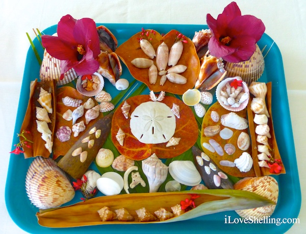 seashell display from iLoveShelling Sanibel Shellabaloo