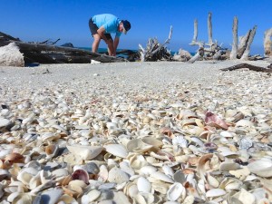 stoop for shells on Cayo Costa