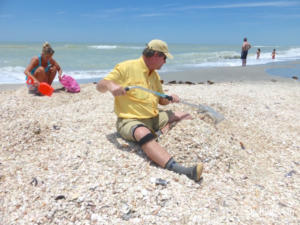 Get ‘Em While The Gettin’s Good | I Love Shelling