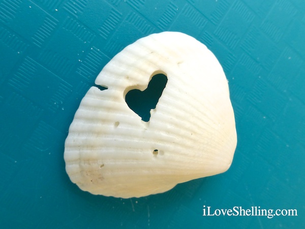 What Makes The Different Holes In Seashells?