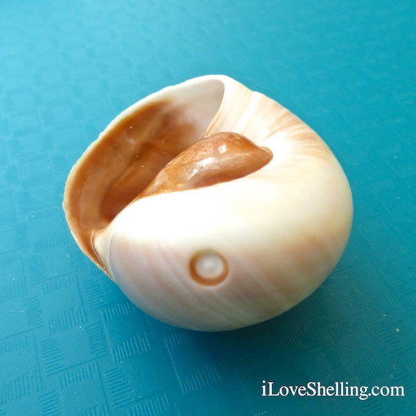 What Makes The Different Holes In Seashells? I Love Shelling