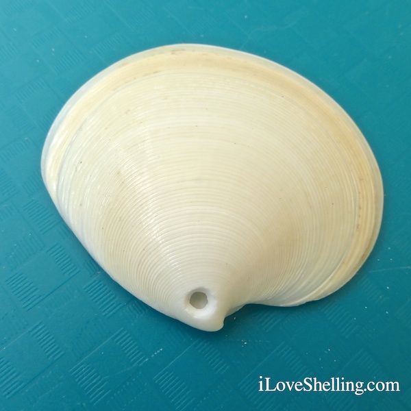 What Makes The Different Holes In Seashells? I Love Shelling