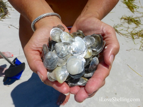 Adventure In Paradise With Awesome Shellers | I Love Shelling