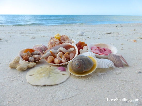 New Shelling Cruise to the Islands South of Sanibel