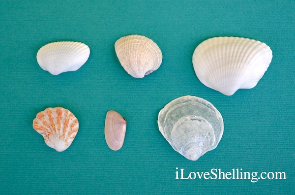 6 Most Common Shells On Sanibel Island, Florida