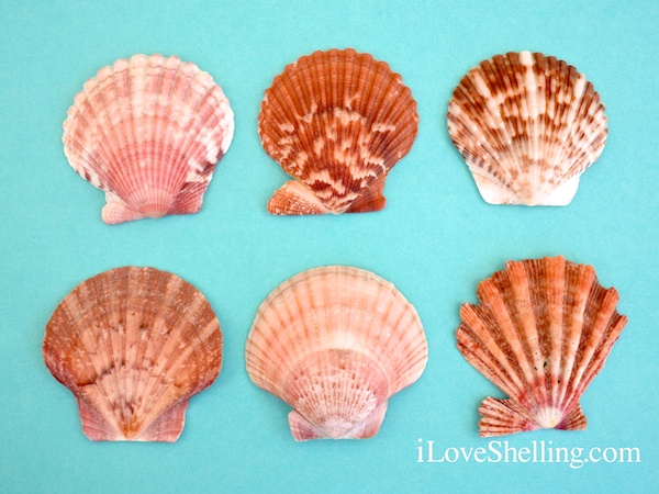 Different Scallop Shells Of SouthWest Florida