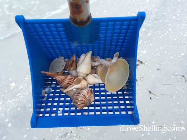 Breathing The Beach | I Love Shelling