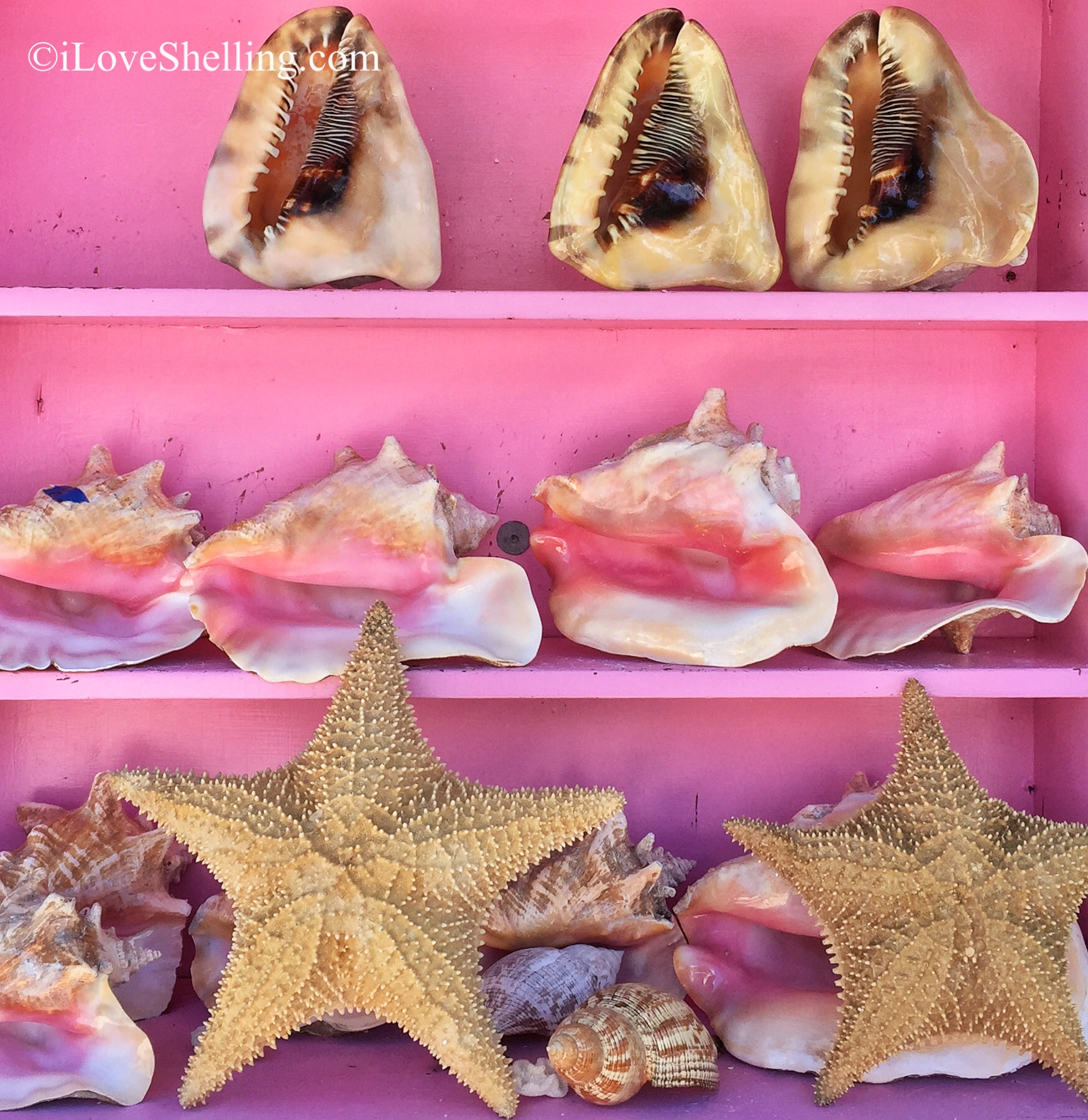 Bahamas pink sea shells and starfish