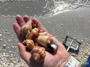 Love Bucket Of Shells | I Love Shelling