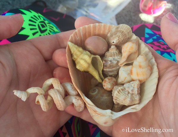 IMG_0107 | I Love Shelling